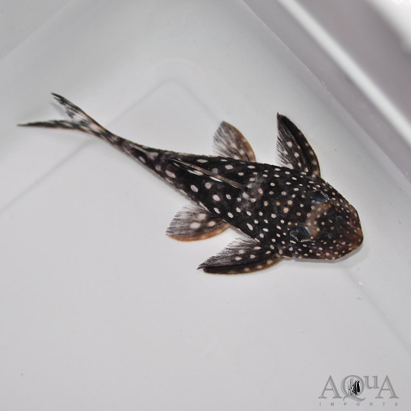 L102 True Inspector Pleco (Hypancistrus inspector)