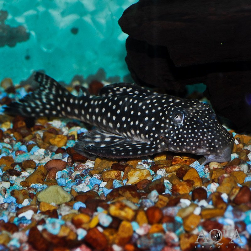 L102 True Inspector Pleco (Hypancistrus inspector)