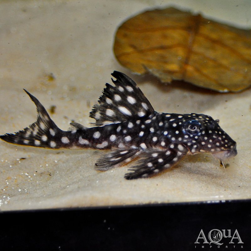 L102 True Inspector Pleco (Hypancistrus inspector)