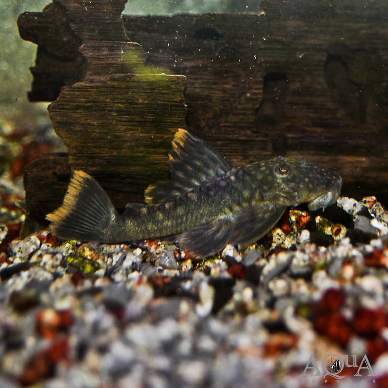 L106 Orange Seam Pleco (Hemiancistrus guahiborum)