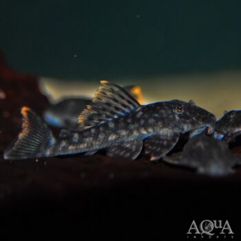 L106 Orange Seam Pleco (Hemiancistrus guahiborum)