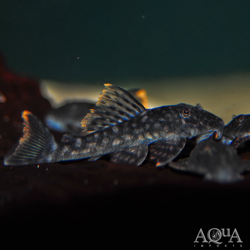 L106 Orange Seam Pleco (Hemiancistrus guahiborum)