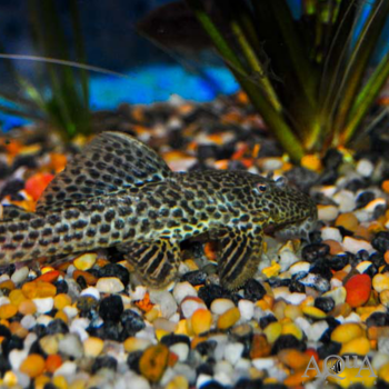 L234 Dragon Hifin Pleco (Megalancistrus parananus)