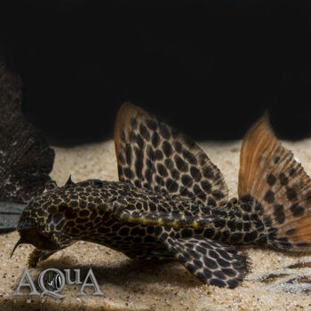 L114 Leopard Cactus Pleco (Pseudacanthicus cf. leopardus)