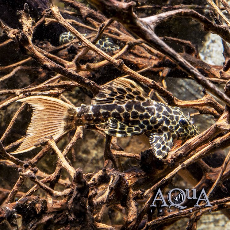 L114 Leopard Cactus Pleco (Pseudacanthicus cf. leopardus)
