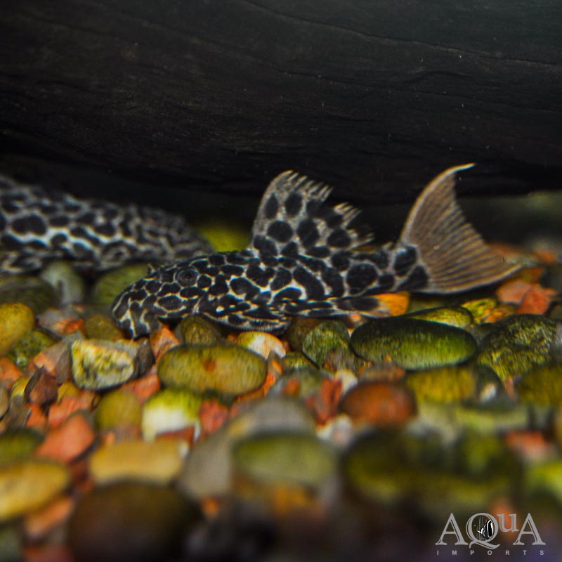 L114 Leopard Cactus Pleco (Pseudacanthicus cf. leopardus)