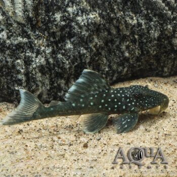 L128 Blue Phantom Pleco (Hemiancistrus sp. L128)
