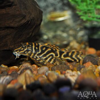 L129 Colombian Zebra Pleco (Hypancistrus debilittera)