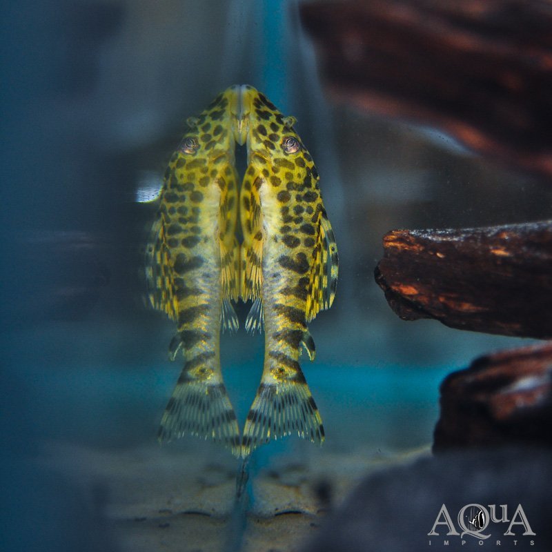 L134 Leopard Frog Pleco (Peckoltia compta)
