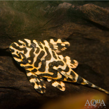 L134 Imperial Tiger / Leopard Frog Pleco (Peckoltia compta)