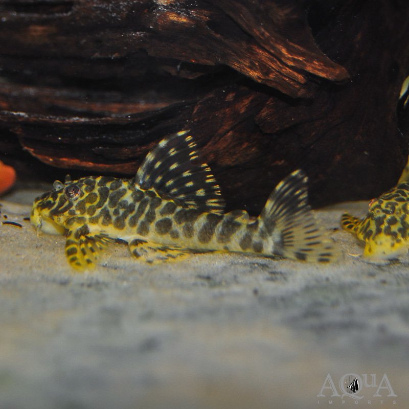 L134 Leopard Frog Pleco (Peckoltia compta)