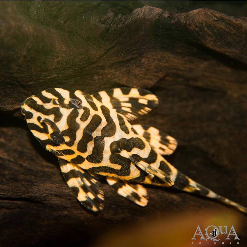 L134 Imperial Tiger / Leopard Frog Pleco (Peckoltia compta)
