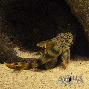 L135 Demini Worm Line Pleco (Peckoltia braueri)