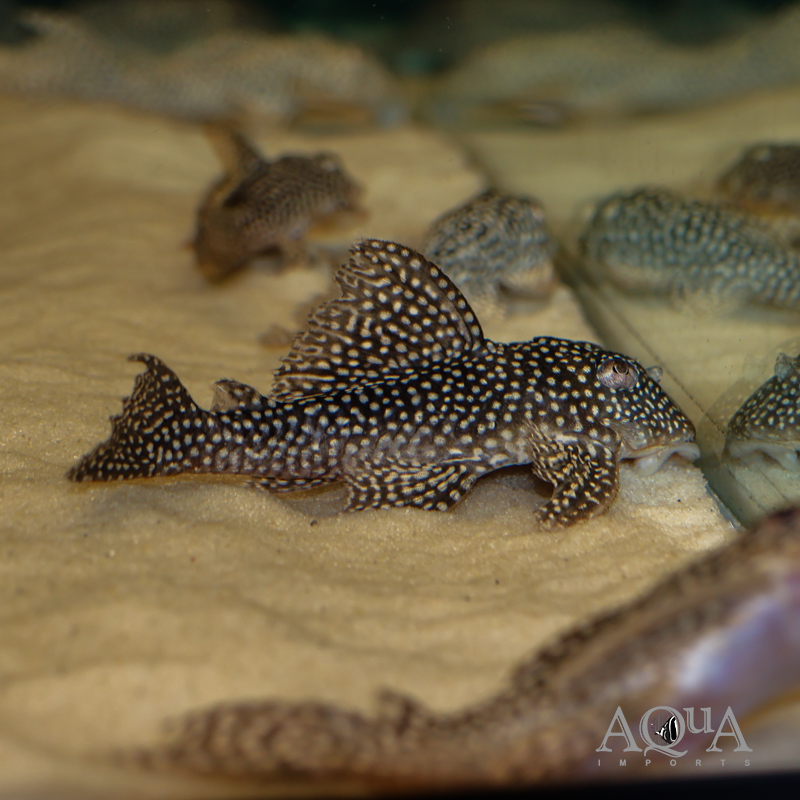 L136 Demini Angelicus Pleco (Hypancistrus sp. L136)