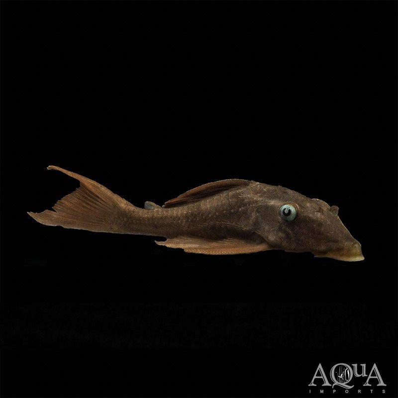 L137 Blue Eyed Red Fin Pleco (Hypostomus soniae)