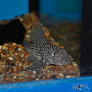 L141 Ghost Pleco (Ancistomus snethlageae)