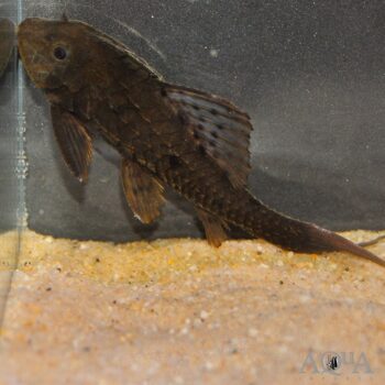 L152 Orinoco Pinecone Pleco (Pseudorinelepis cf. genibarbis)