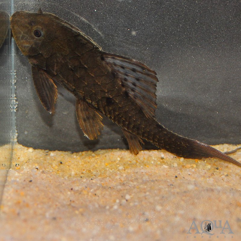 L152 Orinoco Pinecone Pleco (Pseudorinelepis cf. genibarbis)