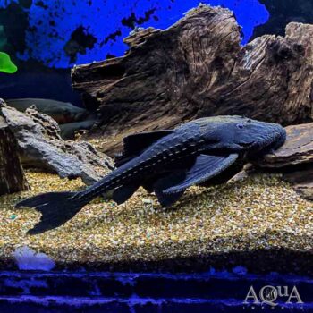 L155 Black Adonis Pleco (Acanthicus hystrix)