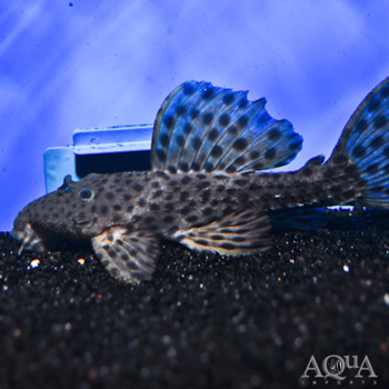 L160 Spiny Monster Pleco (Pseudacanthicus spinosus)