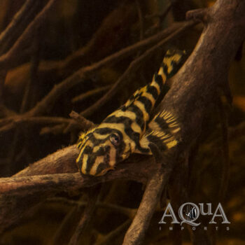 L052 Atabapo Butterfly Pleco (Dekeyseria picta)