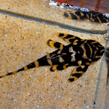 L168 Demini Butterfly Pleco (Dekeyseria brachyura)