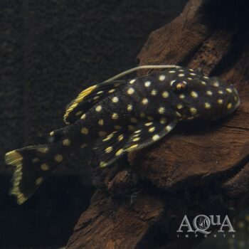 L177 Goldseam Gold Nugget Pleco (Baryancistrus xanthellus)