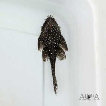 L182 Starry Night Bristlenose Pleco (Ancistrus punctatus)