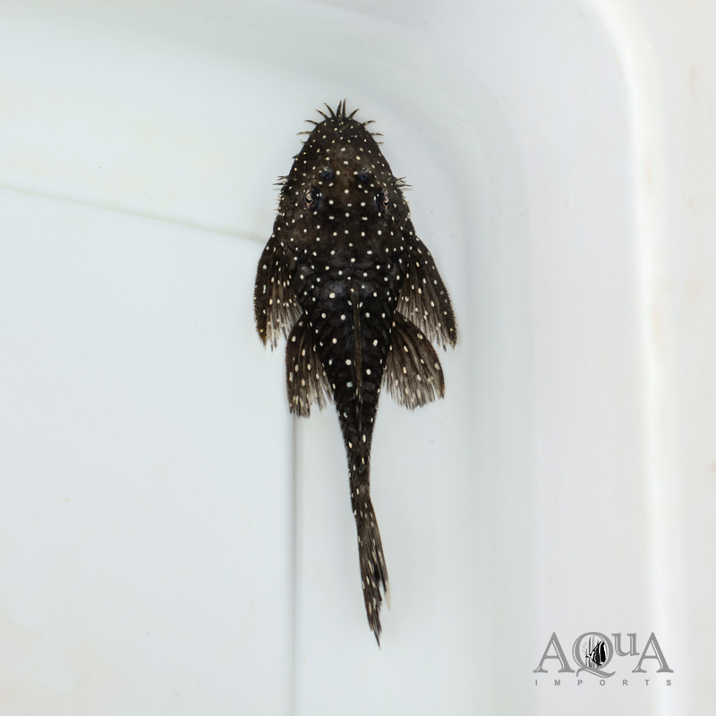 L182 Starry Night Bristlenose Pleco (Ancistrus punctatus)