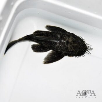 L183 Starlight Bristlenose Pleco (Ancistrus dolichopterus)
