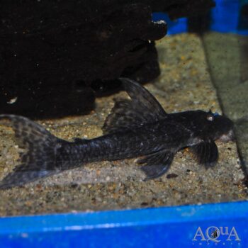 L185 Xingu Spiny Monster Pleco (Pseudacanthicus sp. L185)