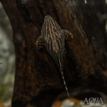 L190 Royal Pleco (Panaque nigrolineatus)