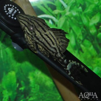 L191 Dull Eyed Royal Pleco (Panaque nigrolineatus)