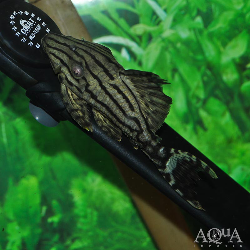 L191 Dull Eyed Royal Pleco (Panaque nigrolineatus)