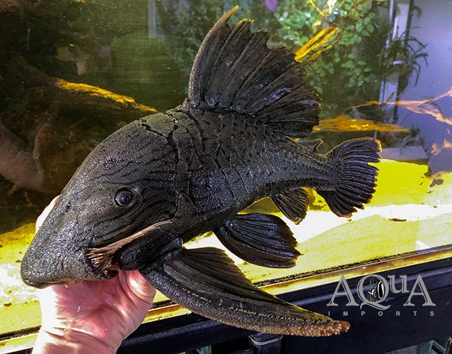 L191 Dull Eyed Royal Pleco (Panaque cf. nigrolineatus) - Image 2