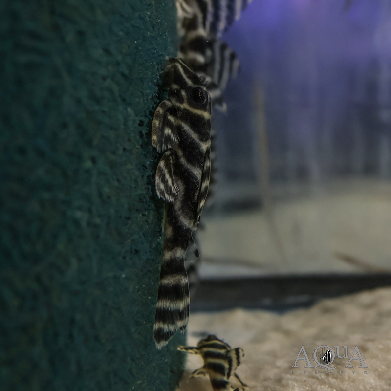 L199 Yellowhead Zebra Pleco (Hypancistrus Furunculus)
