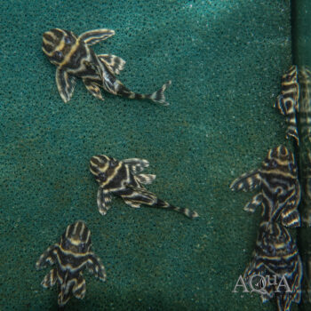 L199 Yellowhead Zebra Pleco (Hypancistrus Furunculus)