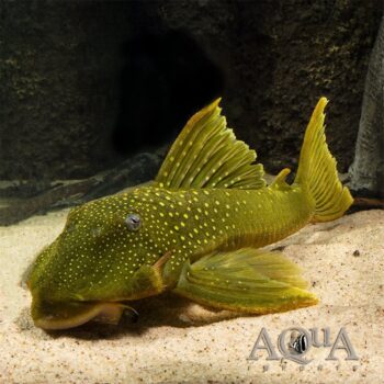 L200 Green Phantom Pleco (Hemiancistrus subviridis)