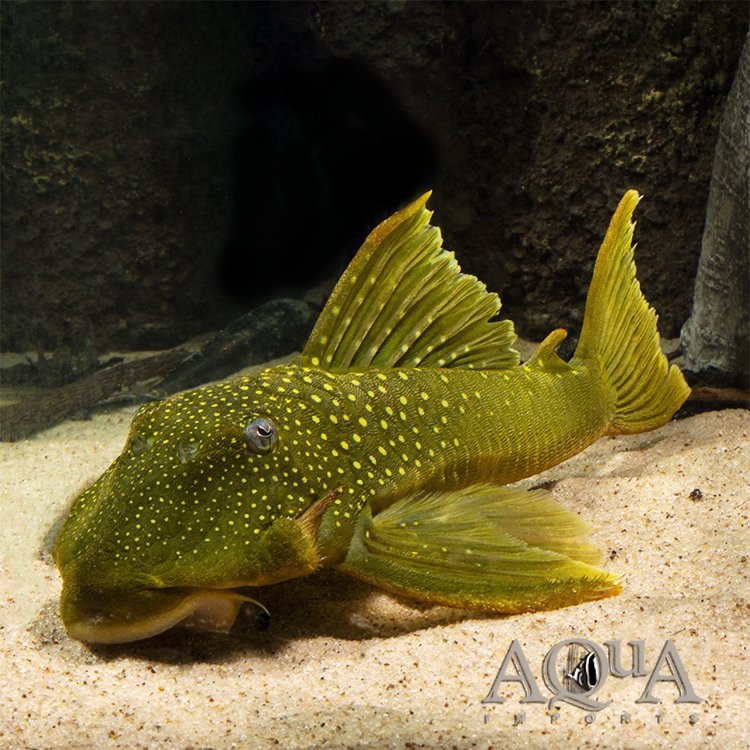 L200 Green Phantom Pleco (Hemiancistrus subviridis)