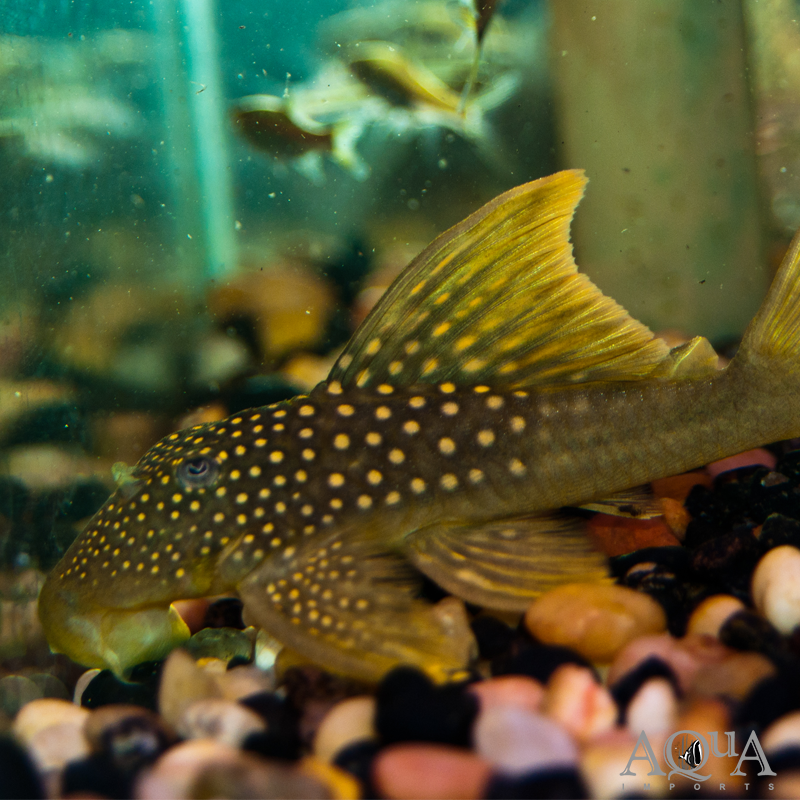 L200 Green Phantom Pleco (Hemiancistrus subviridis)