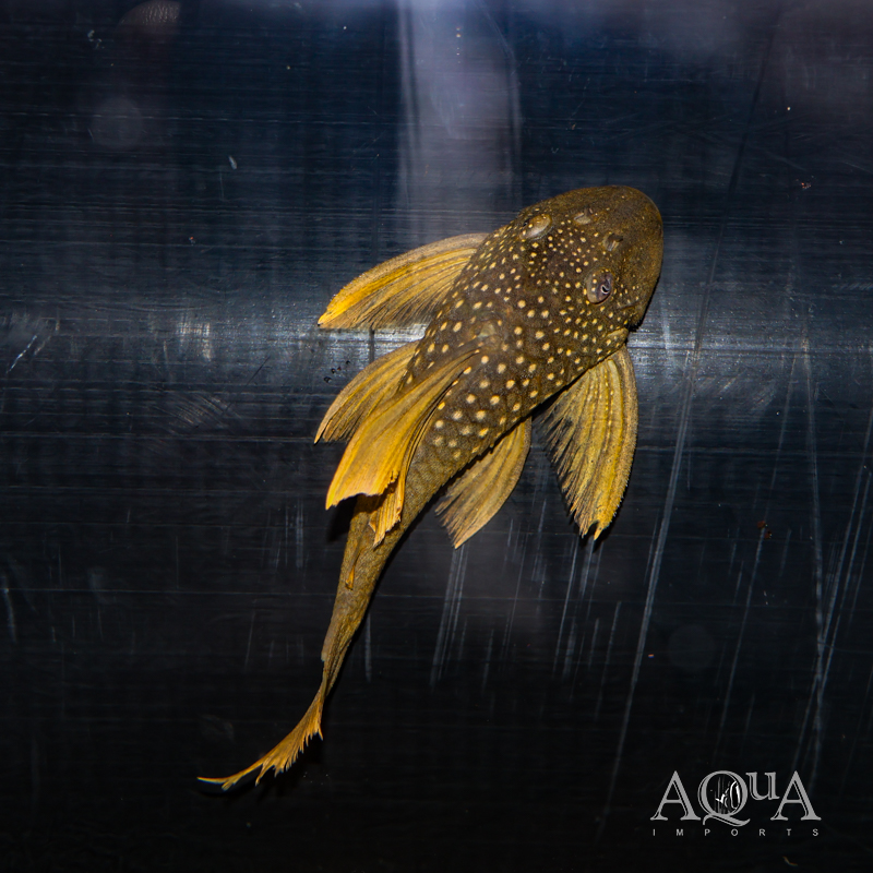 High Orange Green Phantom Pleco (Baryancistrus subviridis)
