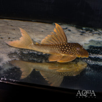 High Orange Green Phantom Pleco (Baryancistrus subviridis)