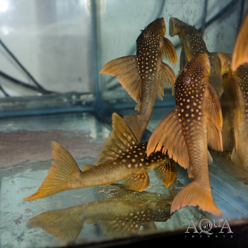 High Orange Green Phantom Pleco (Baryancistrus subviridis)