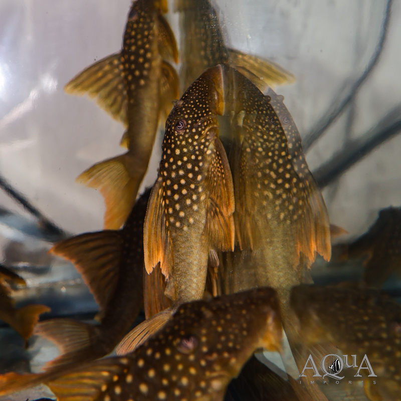High Orange Green Phantom Pleco (Baryancistrus subviridis)