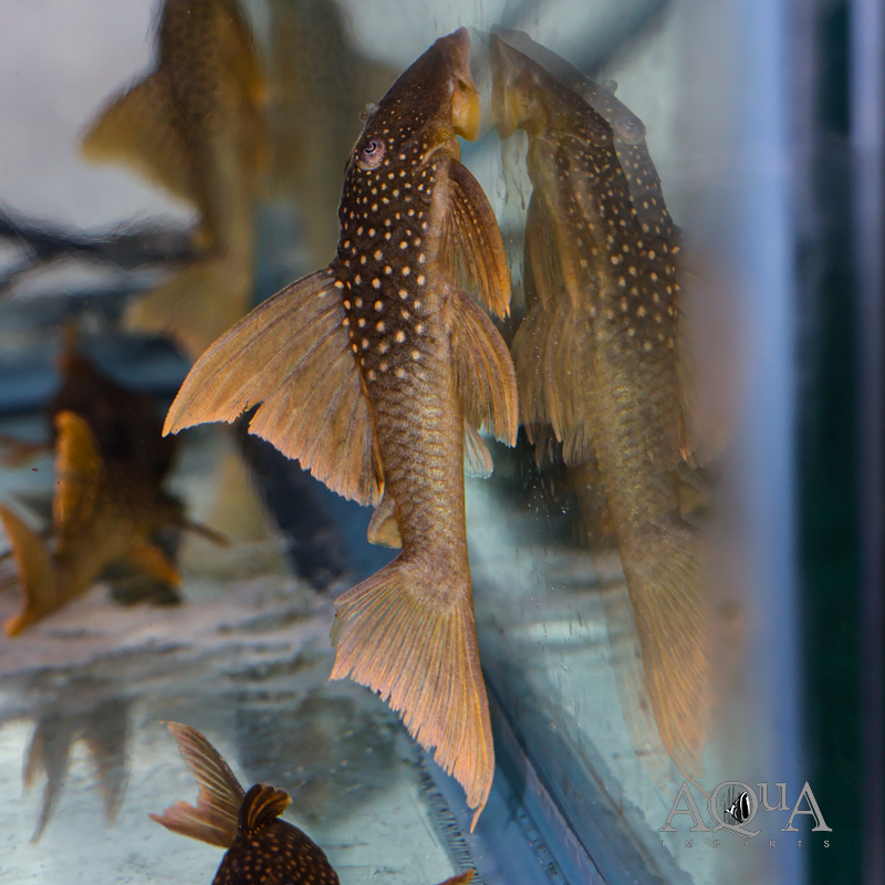 High Orange Green Phantom Pleco (Baryancistrus subviridis)