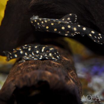 Orinoco Big Spot Pleco (Hypancistrus contradens)