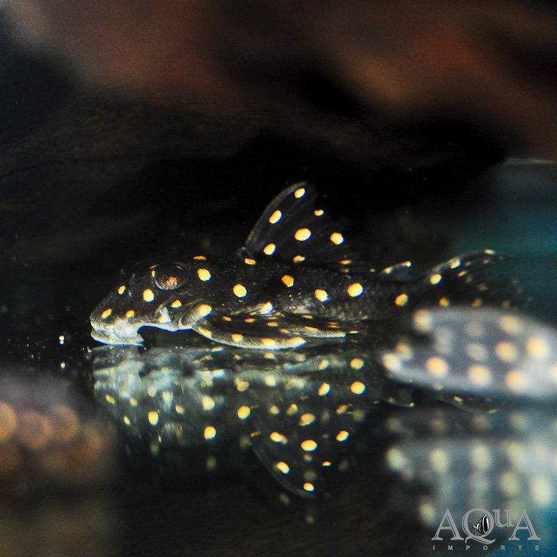L201 Snowball Pleco (Hypancistrus sp.)