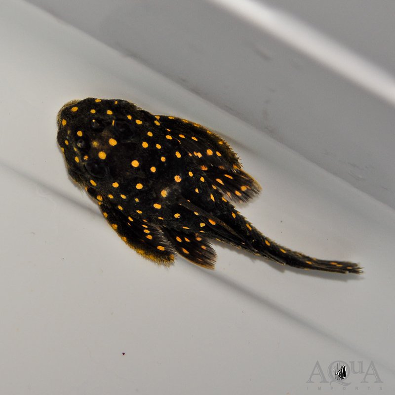 L201 Snowball Pleco (Hypancistrus sp.)