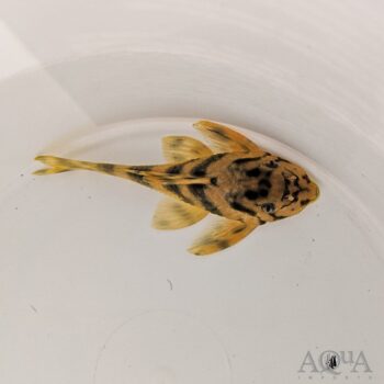 L202 False Leopard Frog Pleco (Peckoltia lineola)