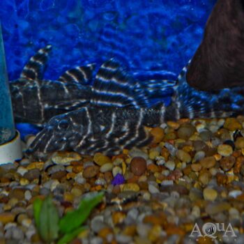 L204 Flash / Emperor Pleco (Panaqolus albivermis)